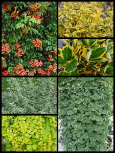 Многолетние растения