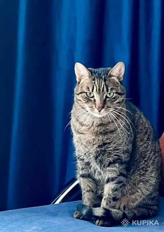 Тим в любящие - Ляховичи - 244118 - Доска объявлений Kupika.by - Фото 3