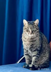 Тим в любящие