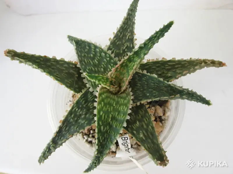 Комнатные растения - Алое рауха Бридж Эмбер - Вся Беларусь Алое рауха Бридж Эмбер - Вся Беларусь - 243720 - Доска объявлений Kupika.by