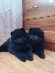 Мальчики померанский шпиц