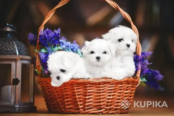 Мальтийская болонка 5*