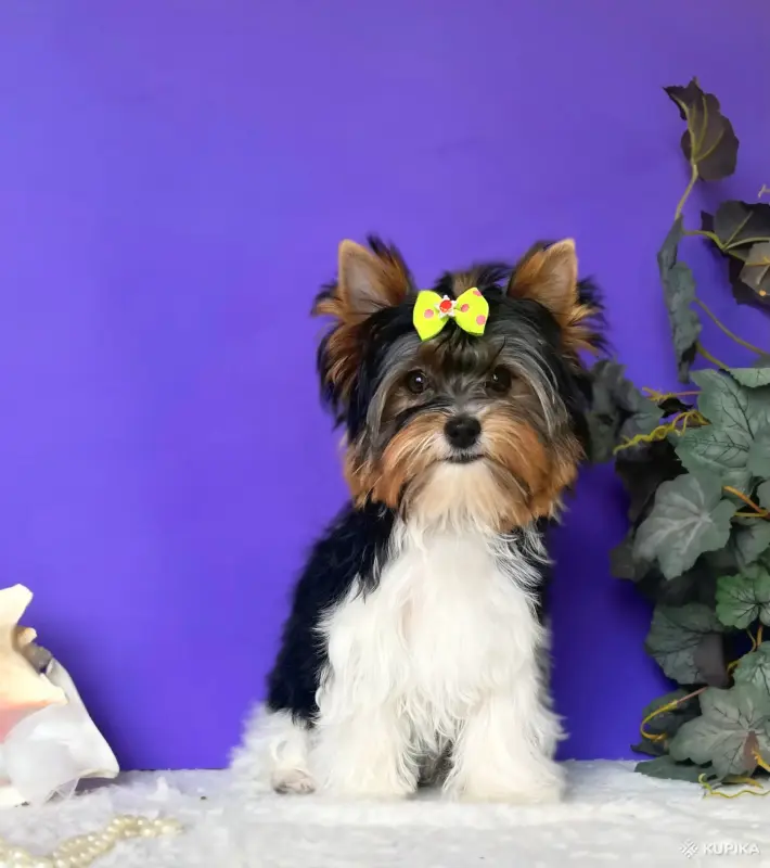 Бивер йоркширский терьер