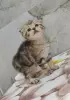 Кошки - Шотландские котята - Вся Беларусь Шотландские котята - Вся Беларусь - 242581 - Доска объявлений Kupika.by
