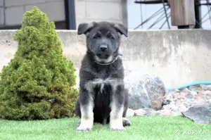 Восточно-европейская овчарка щенкин