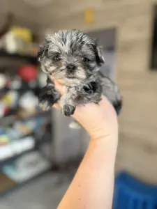 Щенки пушон мальтипу Помапу кавапу доставка рб