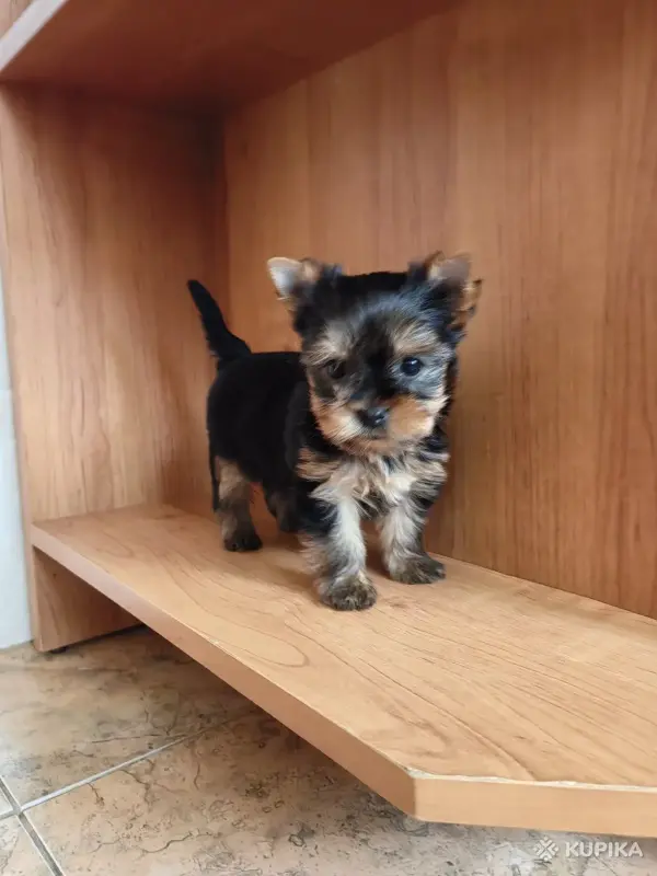 Щенки йоркширского терьера