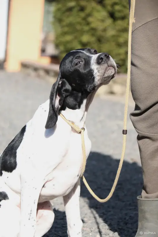 Щенок Английского пойнтера