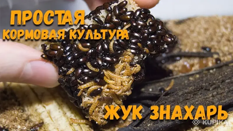 Жук- знахарь (лекарь)(Белпочта)200 шт