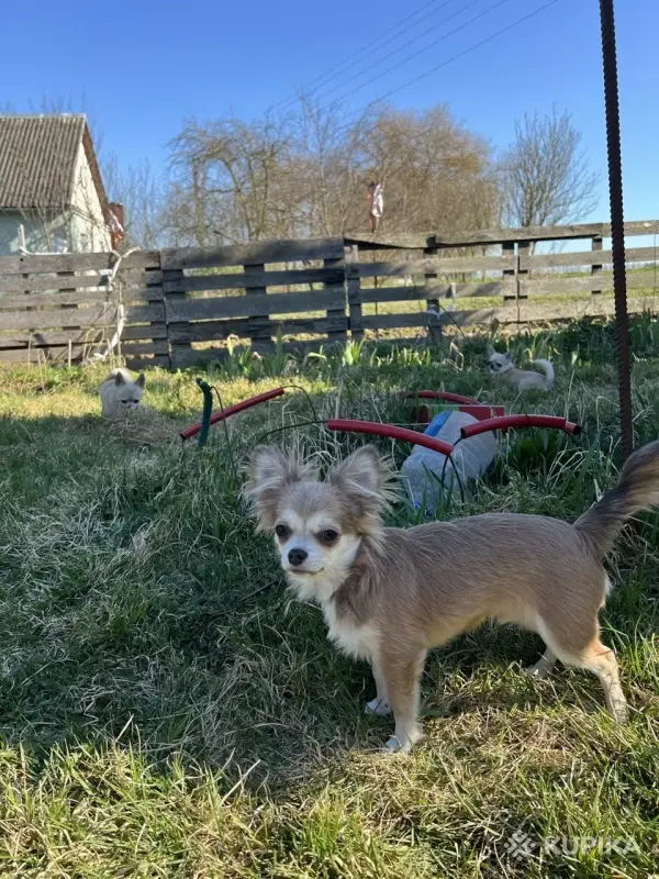 Чихуахуа щенок