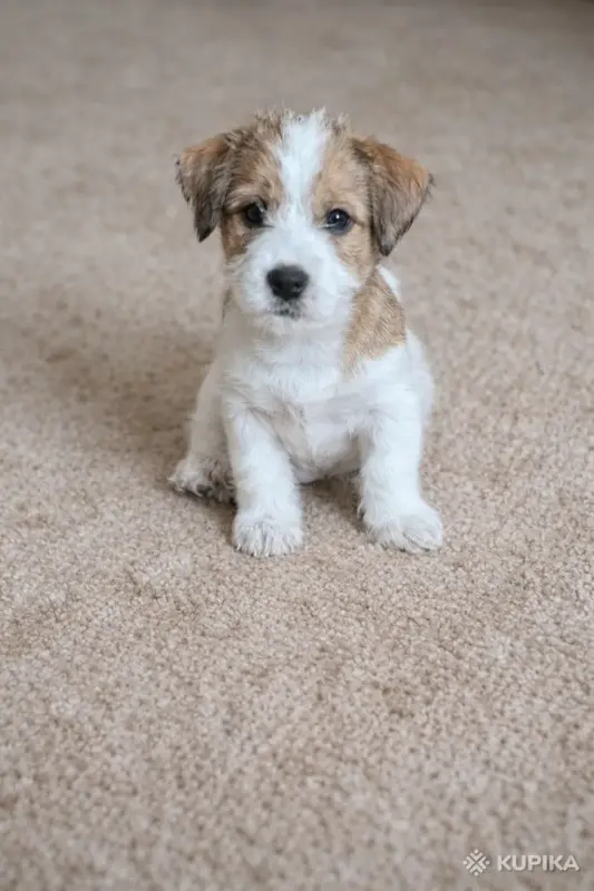 Щенок Джек Рассел - Вся Беларусь - 243642 - Доска объявлений Kupika.by - Фото 4