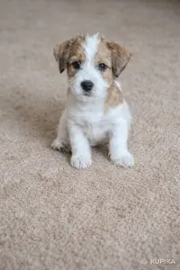 Щенок Джек Рассел