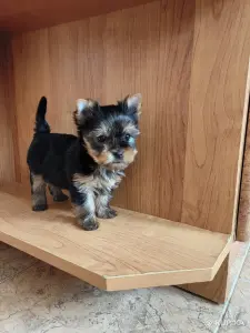 Щенки йоркширского терьера