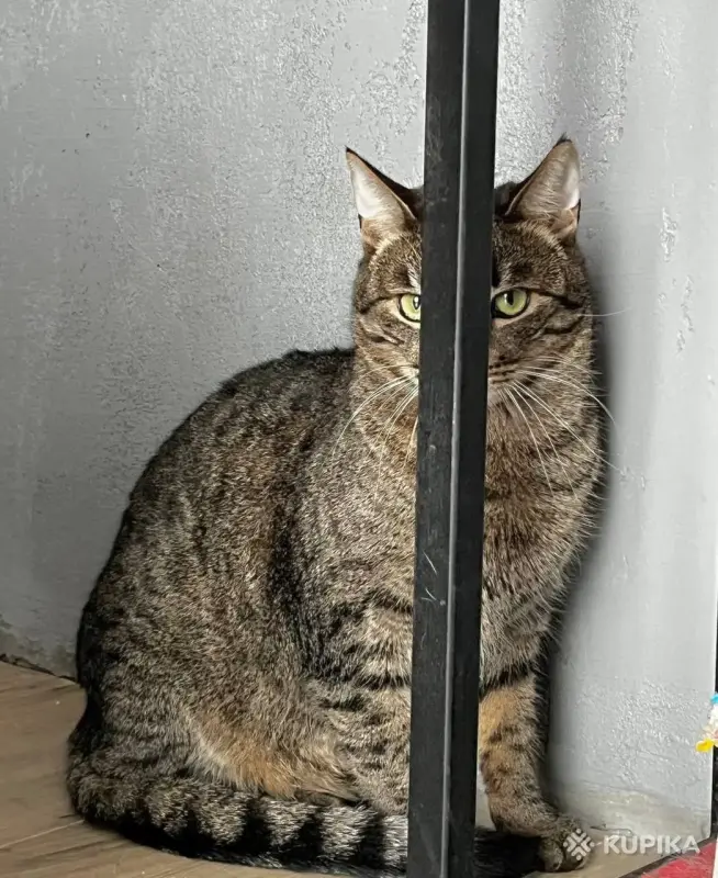 Тим в любящие - Ляховичи - 244118 - Доска объявлений Kupika.by - Фото 2