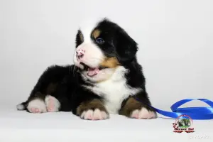 Бернский зенненхунд. Щенки