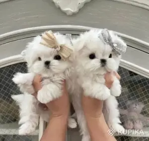 Белоснежные щенки мальтийской болонки