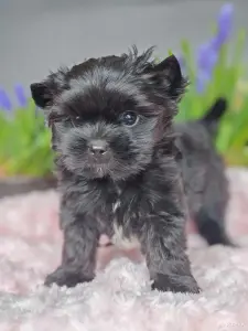 Чёрный йоркширский терьер мальчики