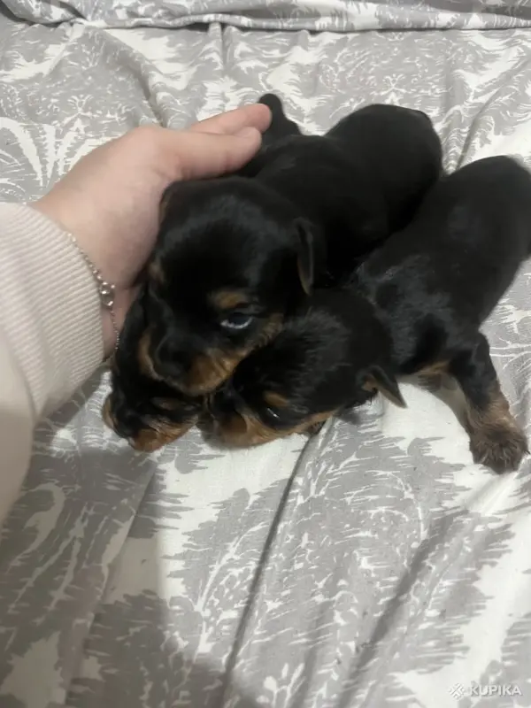 Собаки - Животные - Вся Беларусь - Фото 2 Животные - Вся Беларусь - 243050 - Доска объявлений Kupika.by - Фото 2