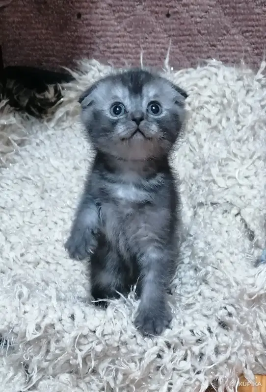 Котёнок вислоухий шотландский - Речица - 243353 - Доска объявлений Kupika.by - Фото 2