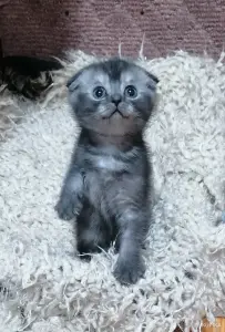 Котёнок вислоухий шотландский