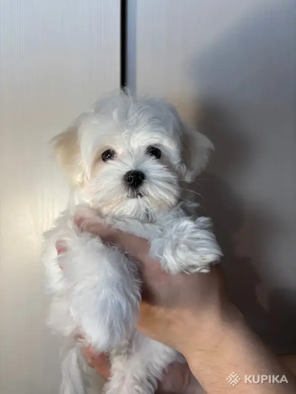 Мальтийская болонка(мальтезе)