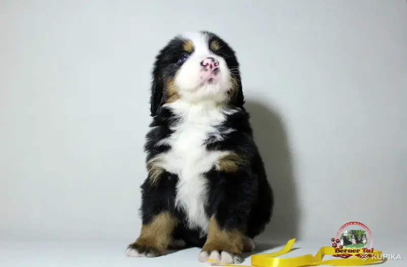 Бернский зенненхунд. Щенки - Вся Беларусь - 243442 - Доска объявлений Kupika.by - Фото 9