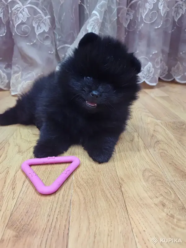 Мальчик померанский шпиц - Скидель - 243350 - Доска объявлений Kupika.by - Фото 3