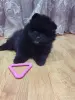Мальчик померанский шпиц - Скидель - 243350 - Доска объявлений Kupika.by - Фото 3