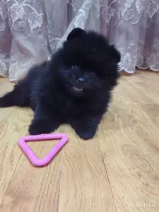 Мальчик померанский шпиц