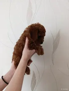 Той-пудель девочка