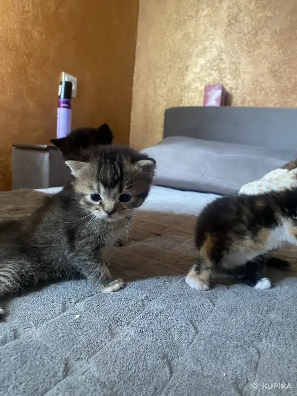 Котята в добрые руки - Вся Беларусь - 244122 - Доска объявлений Kupika.by - Фото 3