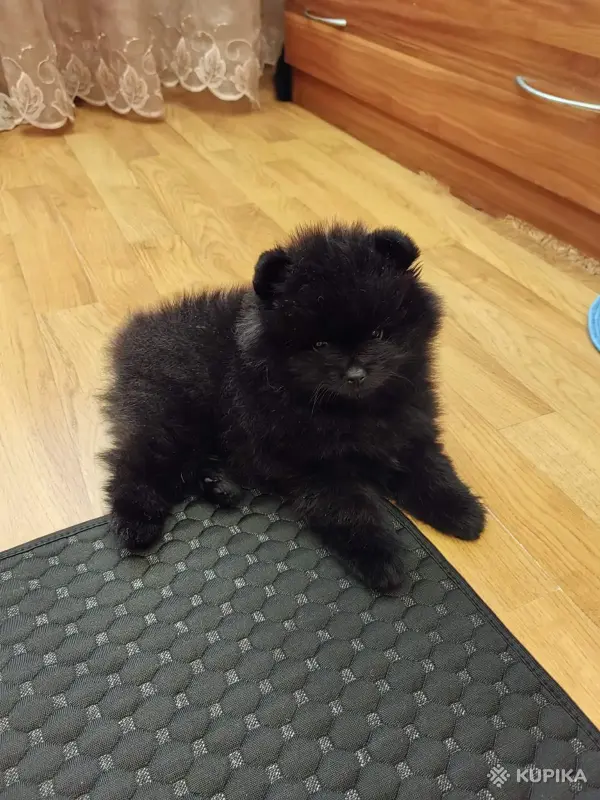 Собаки - Шпиц. Мальчик - Вся Беларусь - Фото 2 Шпиц. Мальчик - Вся Беларусь - 242545 - Доска объявлений Kupika.by - Фото 2