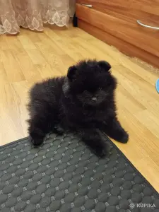 Шпиц. Мальчик