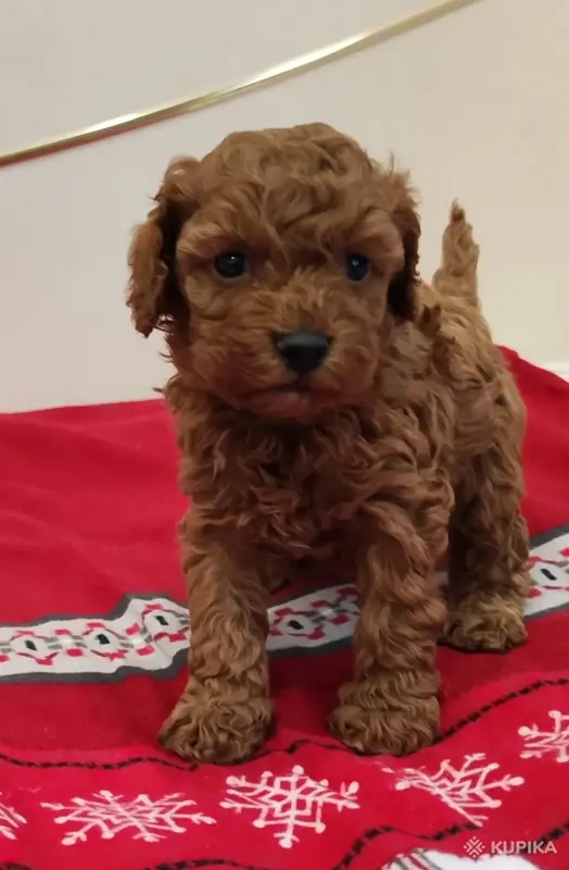 Пудель той мальчик. Цена в рублях.