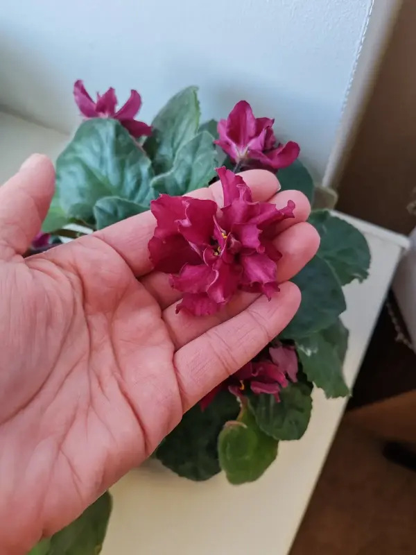 фиалка цветущая - Вся Беларусь - 241997 - Доска объявлений Kupika.by - Фото 5