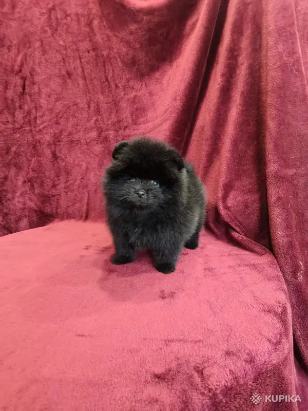 Щенки померанского шпица - Вся Беларусь - 243211 - Доска объявлений Kupika.by - Фото 3