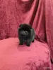 Щенки померанского шпица - Вся Беларусь - 243211 - Доска объявлений Kupika.by - Фото 3