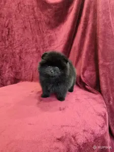 Щенки померанского шпица