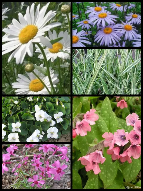 Многолетние растения