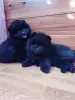 Мальчики померанский шпиц - Вся Беларусь - 242712 - Доска объявлений Kupika.by - Фото 5
