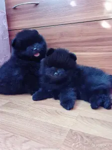 Мальчики померанский шпиц