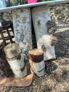 Грибные блоки вешенки.