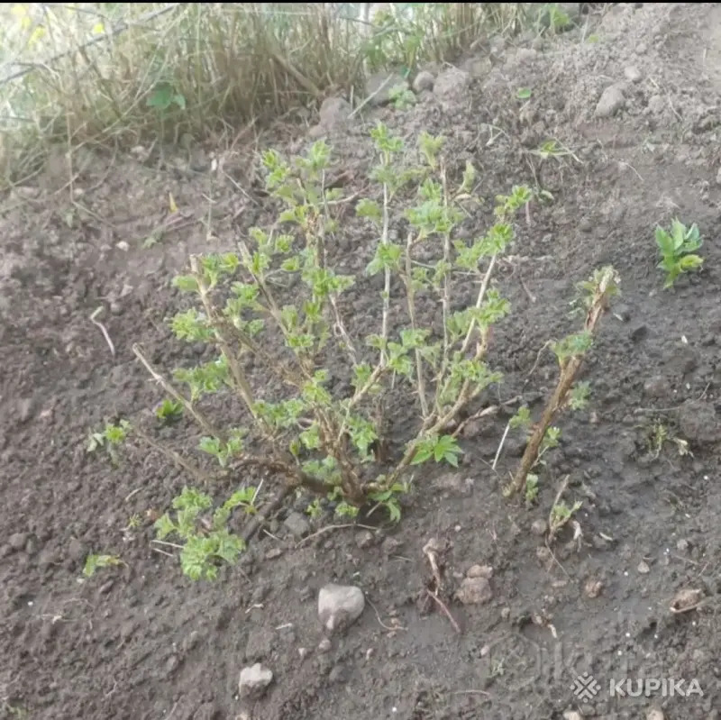 Крыжовник (молодые кустики) - Вся Беларусь - 244299 - Доска объявлений Kupika.by - Фото 3