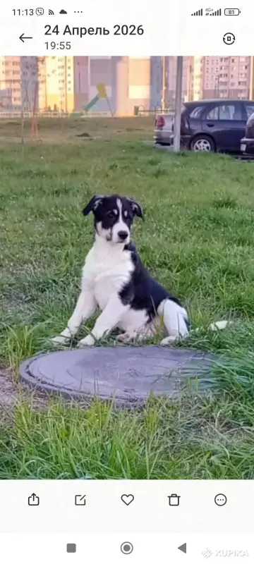 Щенки - Вся Беларусь - 246189 - Доска объявлений Kupika.by - Фото 5