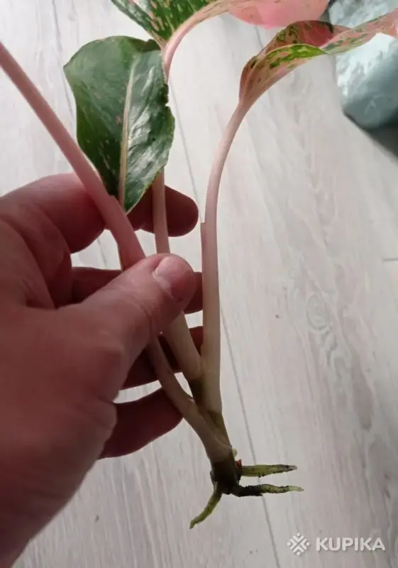 Аглаонема Лак Саб - Вся Беларусь - 245017 - Доска объявлений Kupika.by - Фото 5