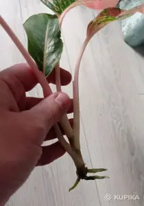 Аглаонема Лак Саб