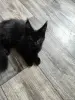 Кошки - Мейн-Кун - Вся Беларусь Мейн-Кун - Вся Беларусь - 249014 - Доска объявлений Kupika.by