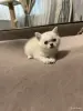Котята шатландские - Вся Беларусь - 249233 - Доска объявлений Kupika.by - Фото 3