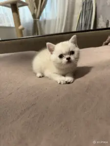 Котята шатландские