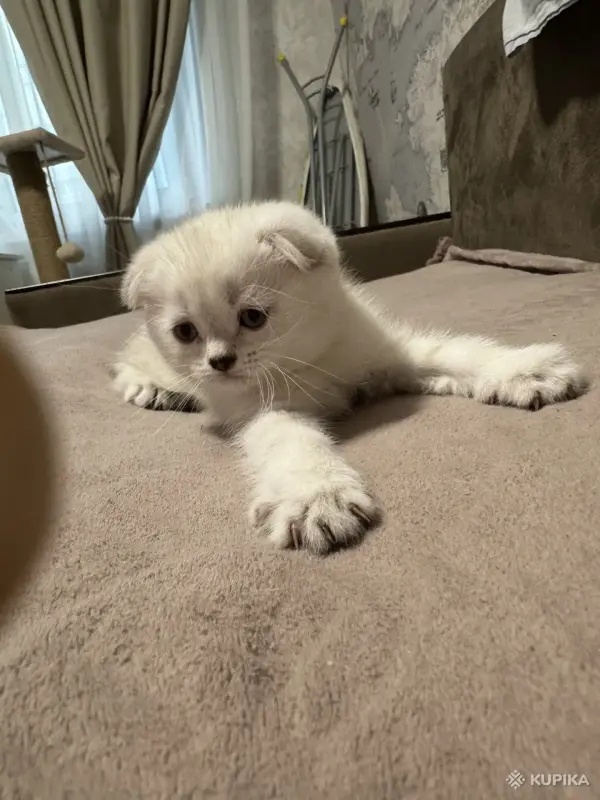 Шотландский котенок